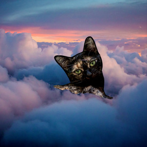 Laura Toma - Anapana Insight