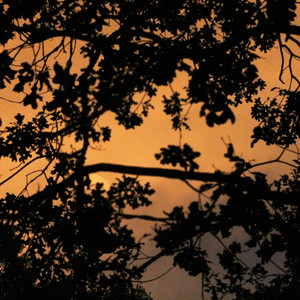 Night Under Branches by Siestaphonic