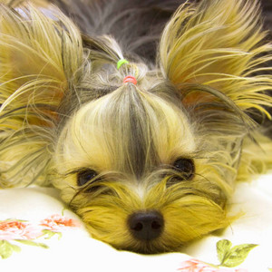 Lovely Acoustic and Electric Bossa Nova Piano Duo - Bgm for Sneaky Doggies album
