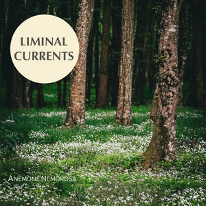 Anemone Nemorosa by Liminal Currents