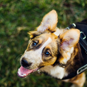 Subdued Bgm for Playful Dogs album
