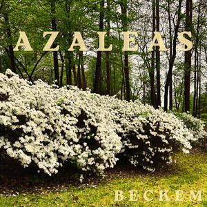 Azaleas by beckem
