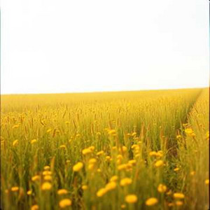 Where the Wind Knows Your Name