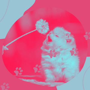 Uplifting Background Music for Dog Walks album