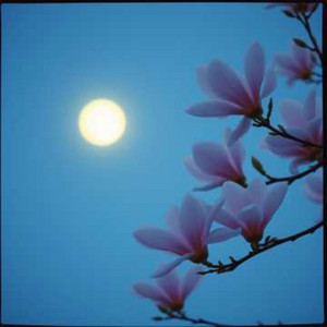 Magnolia Moon Serenade