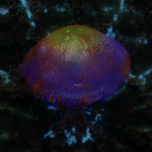 Death Cap by Us Under