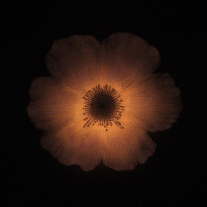 Hidden Nectar by Velvet Season