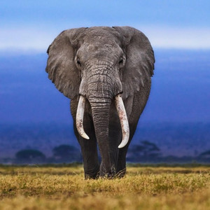 ELEPHANT by imkindacreative
