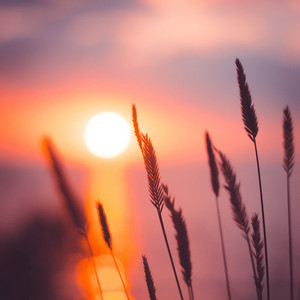 حورية الأرض by Anasheed
