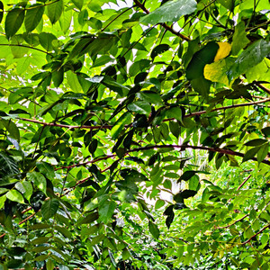 Kangaru - Amar Bondhu Dil Je Kala