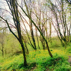 Lost in Green - In Quiet Forest by Tish'