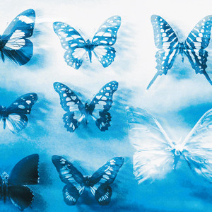 butterflies!