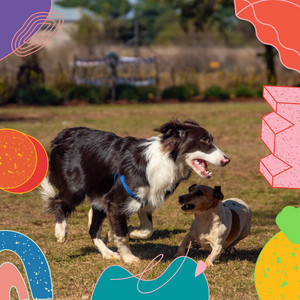 Quiet Background Music for Soothing Your Dog album