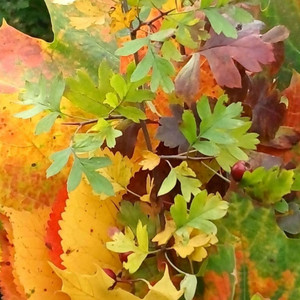 The Colours of Autumn - Craig Remix by Craig H, Craig