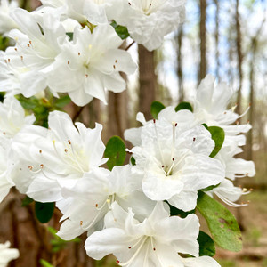 Portada de Springtime