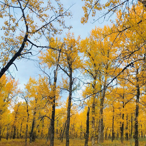 Fall by Junel Dumlao