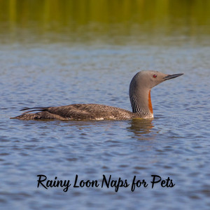 Rainy Loon Naps for Pets album