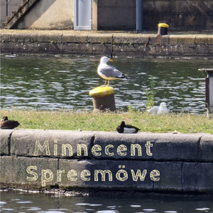 Spreemöwe