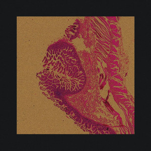 Portada de Identity (Live)