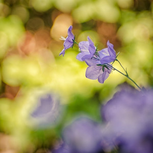 Campanula
