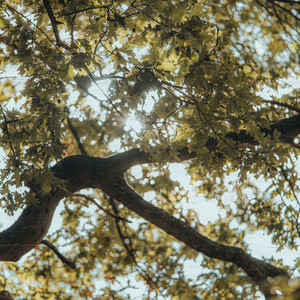 hazel by nest.