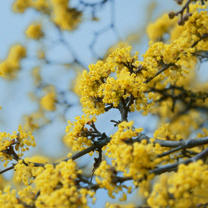This Is How Flowers Smell by Yellow Cherry Jam