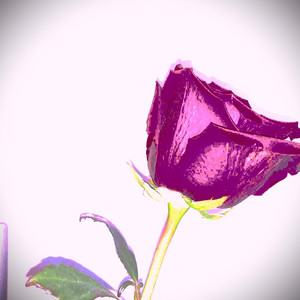 la rosa que me diste by SHIROO!!