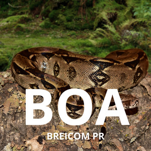 Boa by BREICOM PR