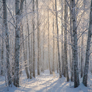 Frosted Birch by Elias Merin