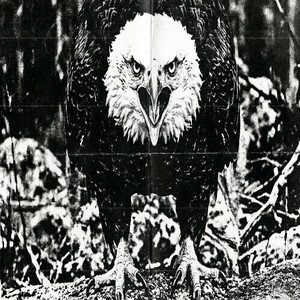 Eagle by Shyua