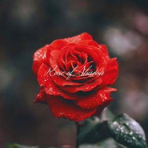 Rose of Sharon by Anastasis