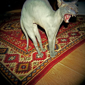 rottenteeth by denn.