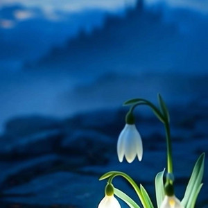 Snowdrop tears by CONASUKE