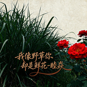 我像野草你却是鲜花
