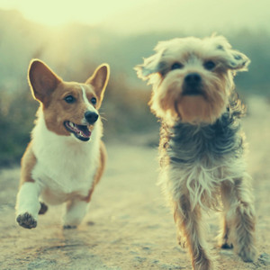 Trumpet and Alto Saxophone (Music for Sleeping Pups) album