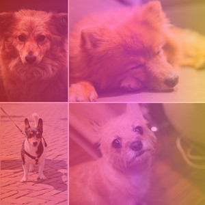 Music for Caring for Dogs (Chill Out Guitar) album