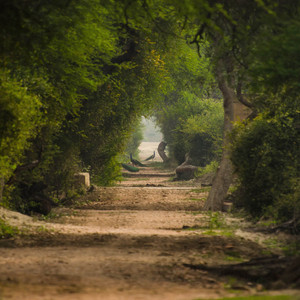 Walk Through the Woods by Pianissimo Dreams