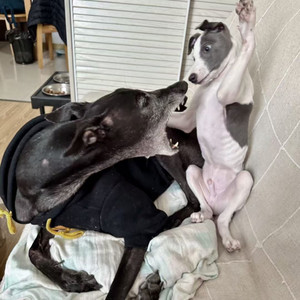 杜梓墨, Sihan Wang & 杜彦森 - 寒冬向北