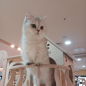 고양이 나의 친구 by PONYPUPPY