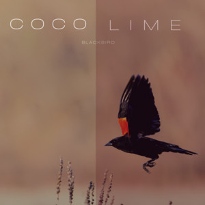 Blackbird by Coco Lime