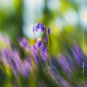 Of June by Blue Harbor