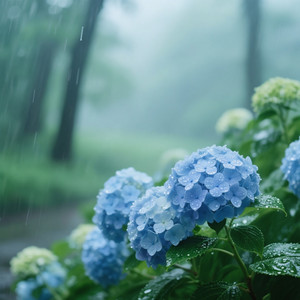 Saunders Patrice Annette - 梅雨の紫陽花