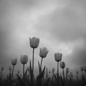 Temporalities by Silenced, Cebva