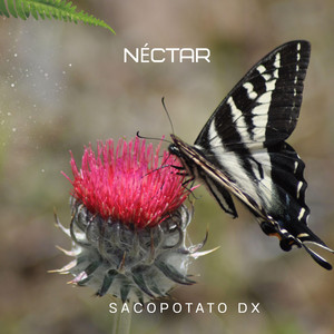 NÉCTAR by Sacopotato Dx
