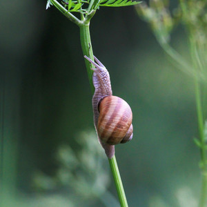 lindo caracol by rapibyto