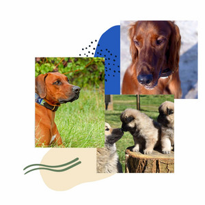 Echoes of Sweet Dogs album