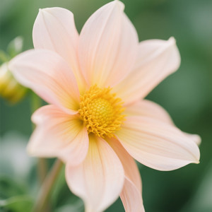 Thiago Carvalho Azevedo - Holback longing