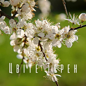 Цвіте Терен