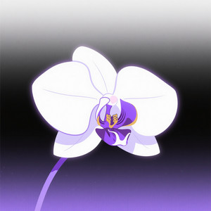 Radiance of Orchid by NURTATIK