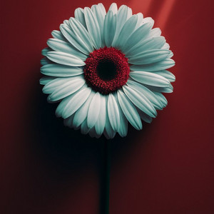 D'Michel Leb & The Pianist - Flowers (Piano)